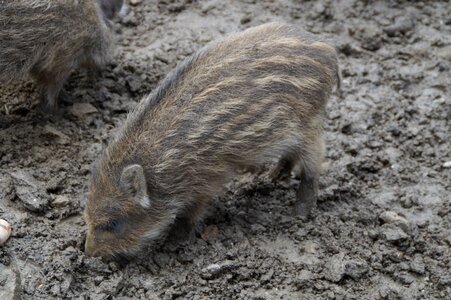 Young child piglet