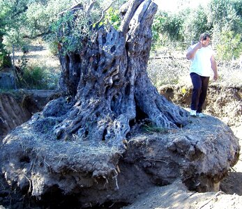 Olive rescue trees