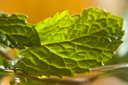 Leaves Closeup photo
