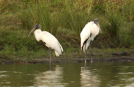 Wood storks