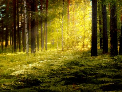 Sun rays landscape