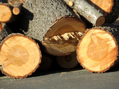 Log wood tree photo