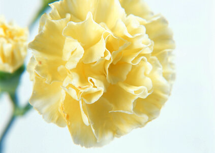 orange pink carnation photo