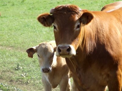 Brown cattle agriculture photo