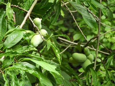 Pawpaw fruit