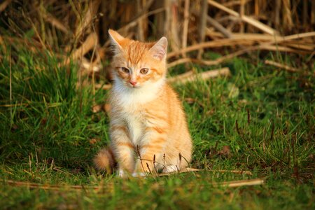 Animal cat claw