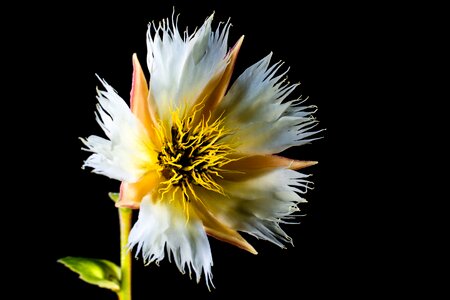 Bloom white flowering twig