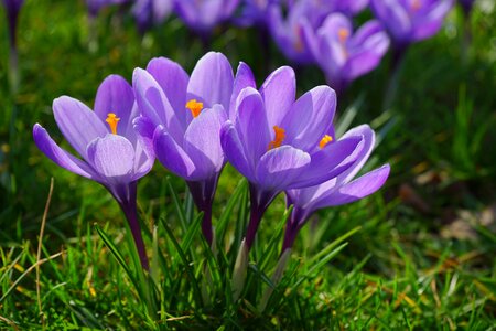 Spring frühlingsblüher violet