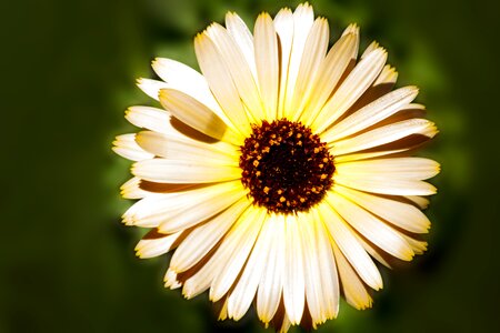 Plant composites asteraceae