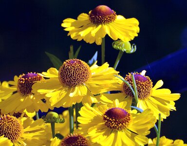 Beautiful Photo flower haulm
