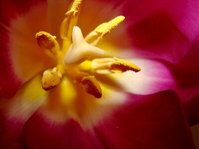 Tender beautiful petal
