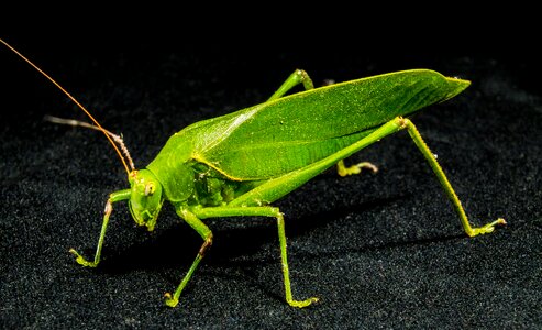 Insect close up green photo