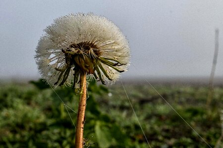 Beautiful Flowers biology blossom photo