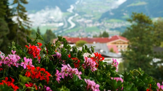 Beautiful Flowers blooming blossom
