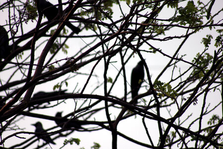 Branches Birds photo