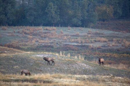 Bull Elk males bugle photo