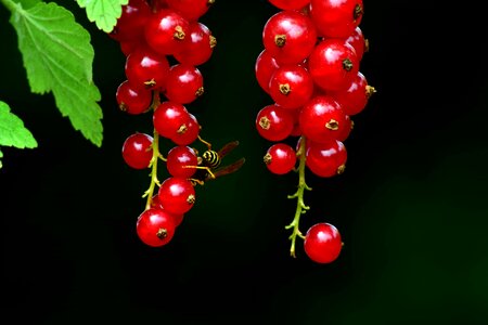 Beautiful Photo berry currant photo