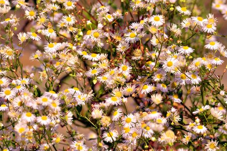 Flower flowering leaf