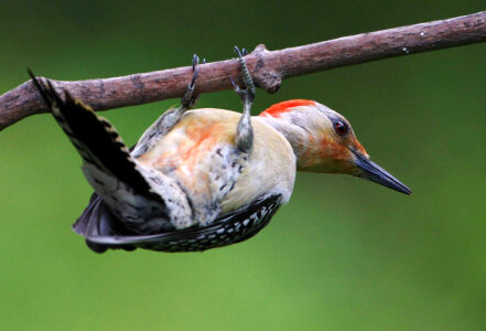 Red-Bellied Woodpecker-2 photo
