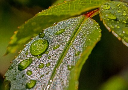 Morgentau beaded raindrop photo