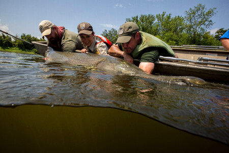 Alligator gar-1