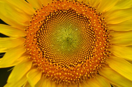 Agriculture beautiful flowers beautiful image