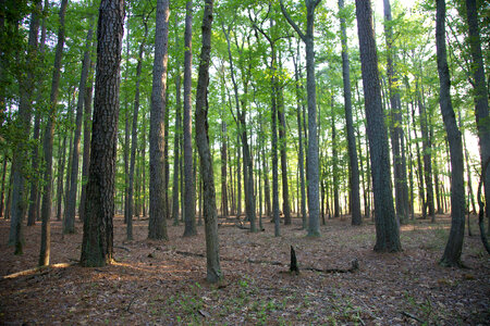 Mature forest at Blackwater National Wildife Refuge photo