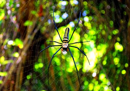 Forest spider spider web