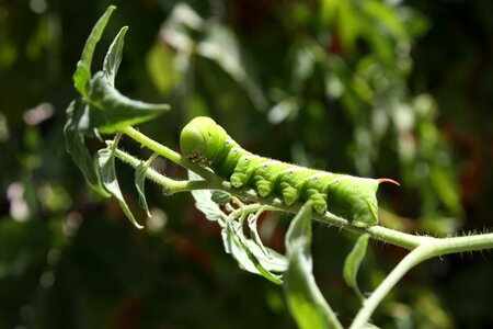 Caterpillar leaf nature photo