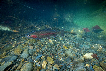 Rainbow trout-2