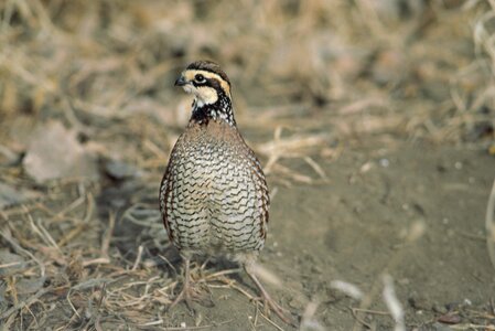 Close Colinus virginianus frontal photo