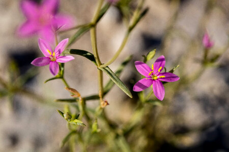 Spring-loving centaury-6