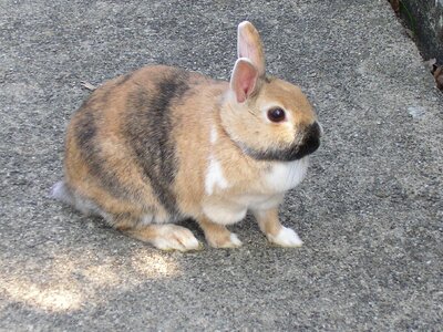 Hare pet munchkins photo