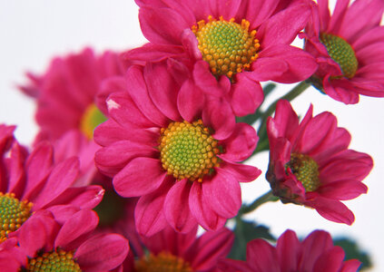 Red flowers photo