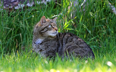 Wild tabby grass photo