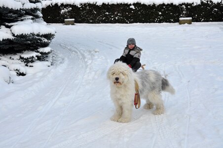 Slide dog boy