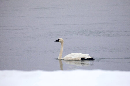Tundra swan
