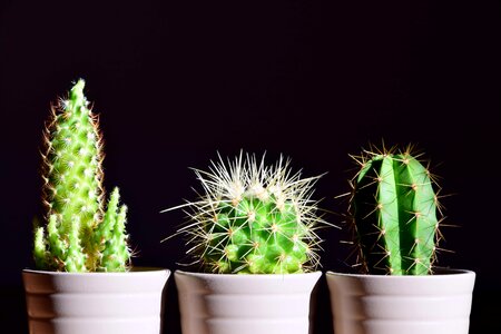 Cactus desert flora photo