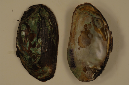 Elliptio complanata-4