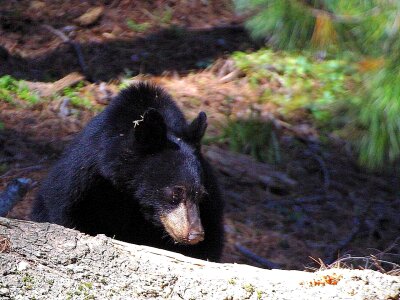 Bears black photo