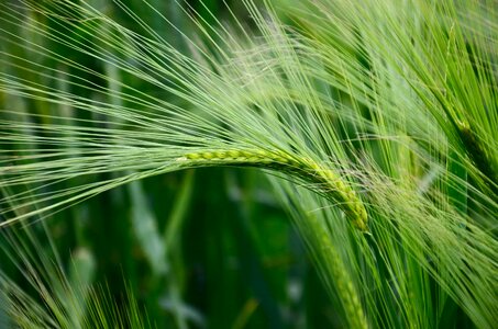 Agriculture beautiful photo cereal