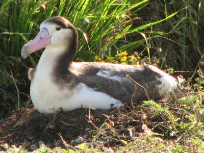 Short-tailed Albatross on its Nest photo