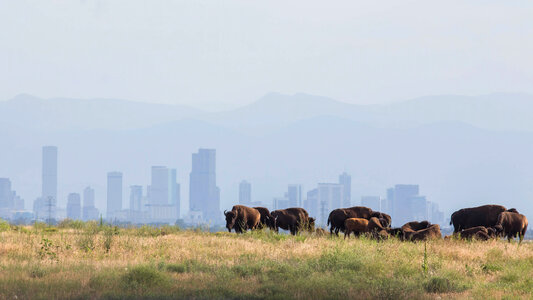 Bison herd in the Denver skyline photo