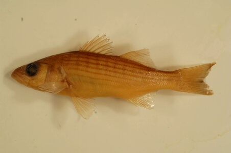 Morone saxatilis-2