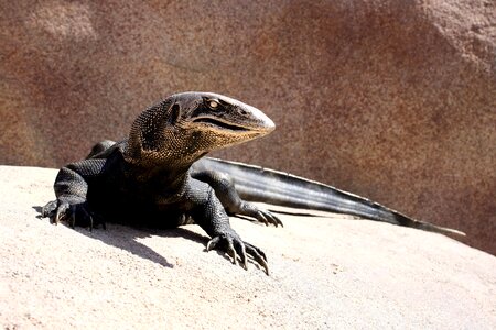 Art artistic lizard