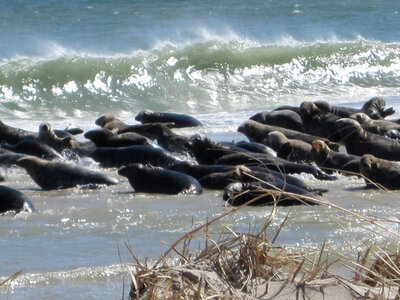 Seals photo