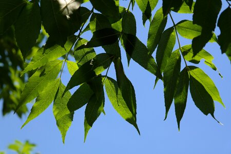 Ash common ash ordinary ash