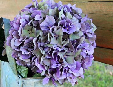 Beautiful Flowers blooming blossom