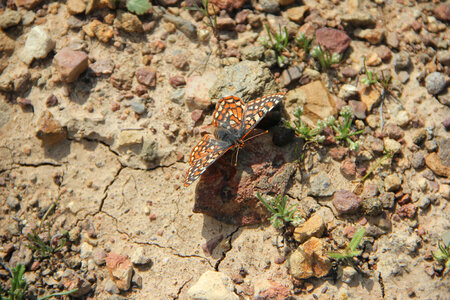 Quino Checkerspot butterfly-1 photo