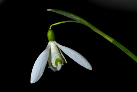 Nature spring blossom